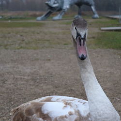 Close-up of a bird on field