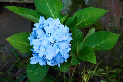 High angle view of purple hydrangea plant