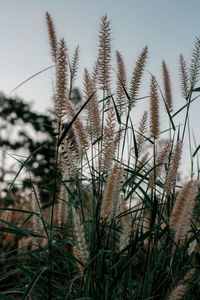 Close-up of dry grass on field against sky