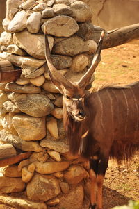 Portrait of deer