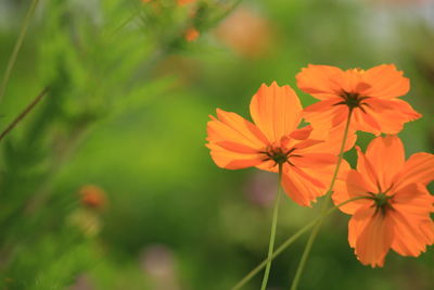 Close-up of orange cosmos flowers