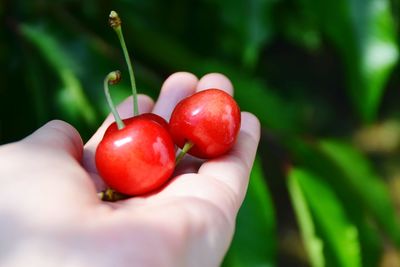 Close-up of hand holding strawberry