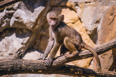 Monkey sitting on rock