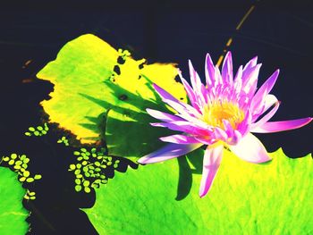 Close-up of pink flower blooming outdoors