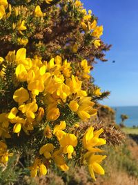 Close-up of yellow flowering plant on field