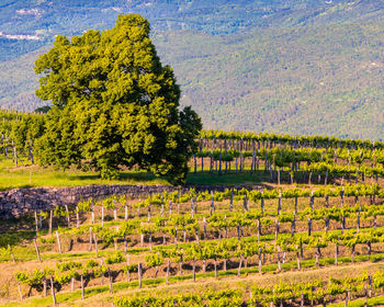 Scenic view of agricultural field