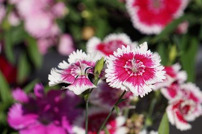 Close-up of pink flowering plant