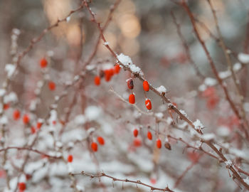 Red berries on tree branch during winter
