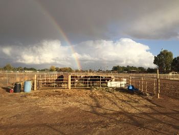 Cows at farm against rainbow