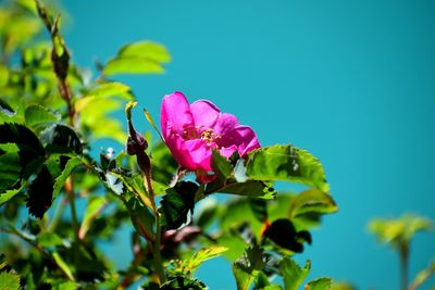 Close-up of pink flowering plant against sky