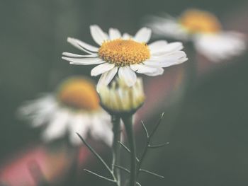 Close-up of flower blooming outdoors