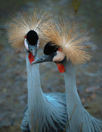 Close-up of grey bird