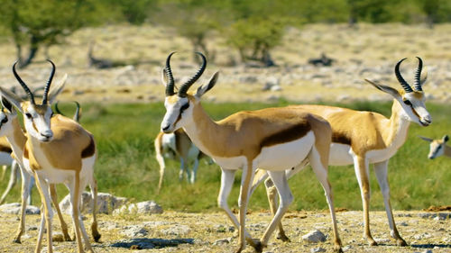 animal