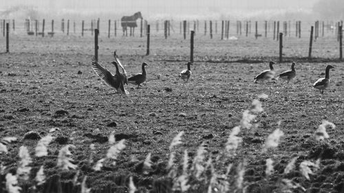 Bird on grassy field