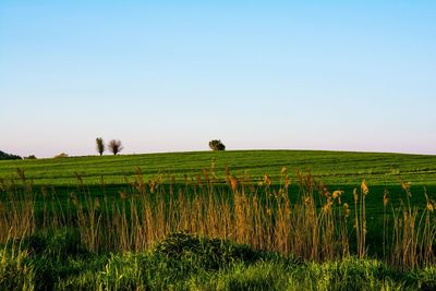 Scenic view of agricultural field against clear sky
