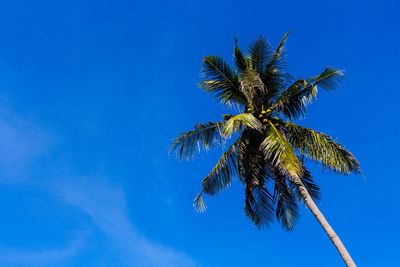 Low angle view of coconut palm tree against blue sky