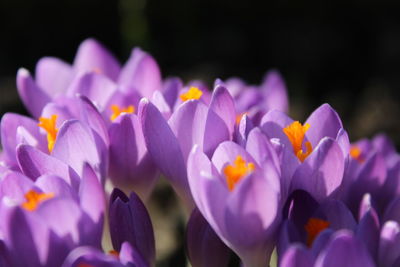 Close-up of purple crocus flowers