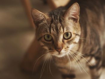 Close-up portrait of cat