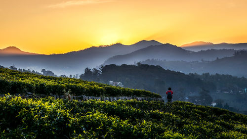 Scenic view of field against sky during sunset