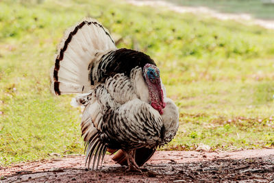 Turkey eating grass in village farm