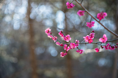 Close-up of pink cherry blossoms