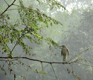 Bird perching on tree trunk