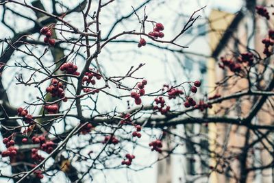 Close-up of berries on tree