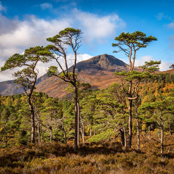 Scenic view of trees and mountains against sky