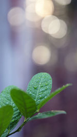 Close-up of wet plant leaves