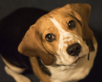 Close-up portrait of dog