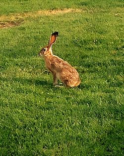 Side view of an animal on land