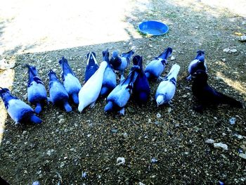 High angle view of birds on land