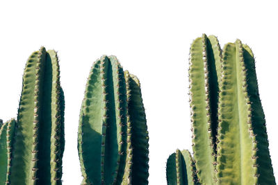 Close-up of cactus plant against white background