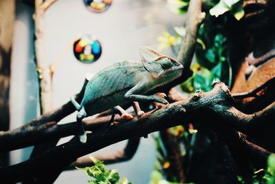 Close-up of lizard on tree