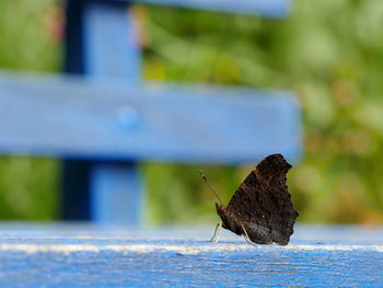 Close-up of butterfly on bench
