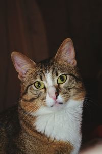 Portrait of cat