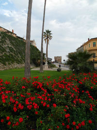 Flowers growing in park against sky