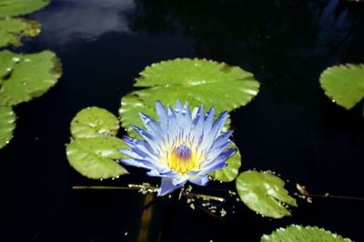 Close-up of lotus water lily in pond