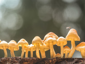 Eine gruppe gelb leuchtender pilze steht in einer reihe auf einen alten stück holz. 