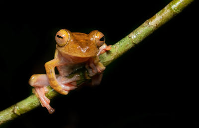 Close-up of a frog over black background