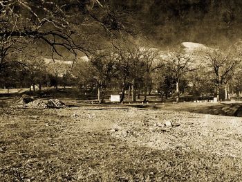 Bare trees on landscape