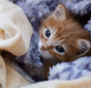 Close-up portrait of a cat