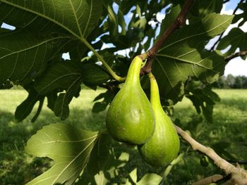 Close-up of fruits hanging on tree