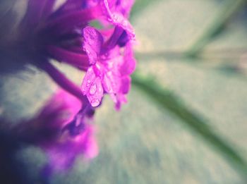 Close-up of pink flower blooming outdoors