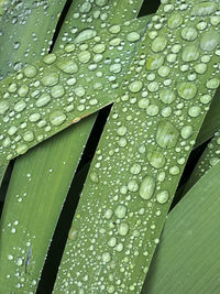 Full frame shot of wet leaf