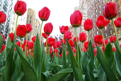 Close-up of red tulips in field