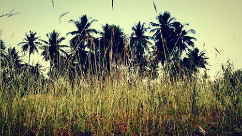 Low angle view of grass against sky