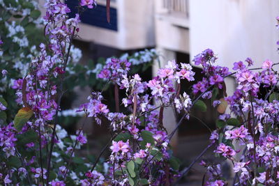 Close-up of flowers blooming outdoors