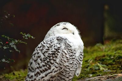 Close-up portrait of owl