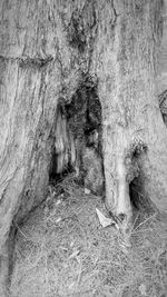 Close-up of tree trunk in cave